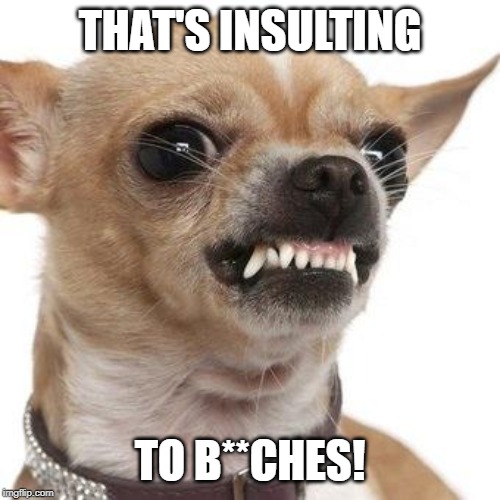 Angry chihuahua  | THAT'S INSULTING TO B**CHES! | image tagged in angry chihuahua | made w/ Imgflip meme maker
