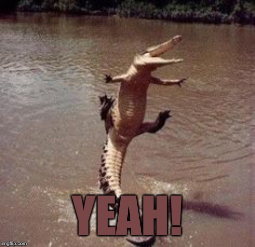 Alligator  | YEAH! | image tagged in alligator | made w/ Imgflip meme maker