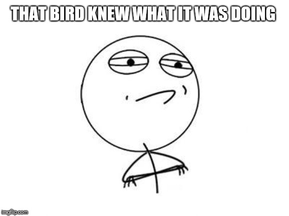 Challenge Accepted Rage Face Meme | THAT BIRD KNEW WHAT IT WAS DOING | image tagged in memes,challenge accepted rage face | made w/ Imgflip meme maker