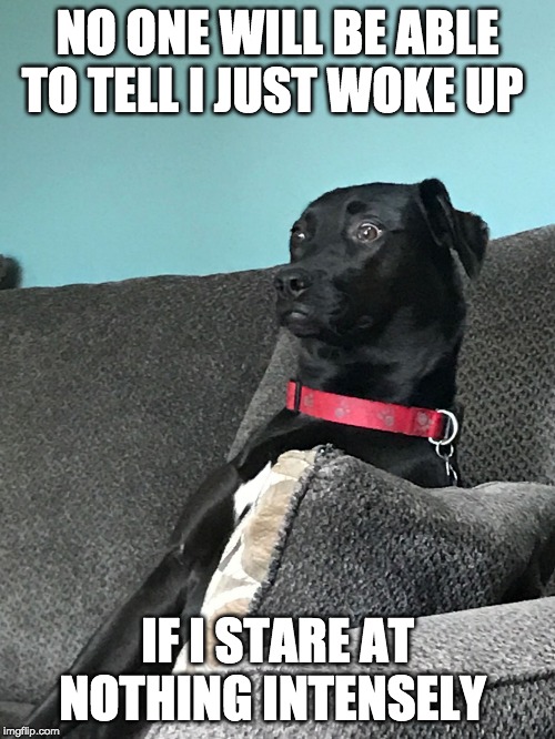 Just Woke Up | NO ONE WILL BE ABLE TO TELL I JUST WOKE UP; IF I STARE AT NOTHING INTENSELY | image tagged in just woke up | made w/ Imgflip meme maker