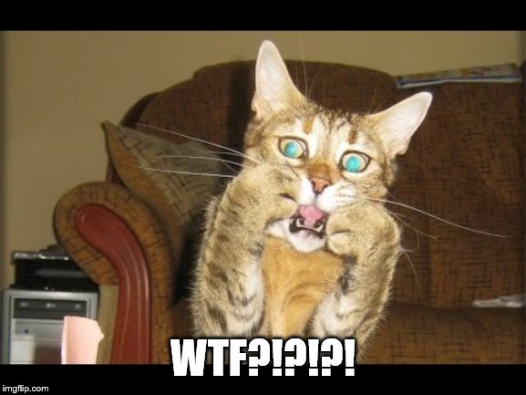 terrified pussy | WTF?!?!?! | image tagged in terrified pussy | made w/ Imgflip meme maker