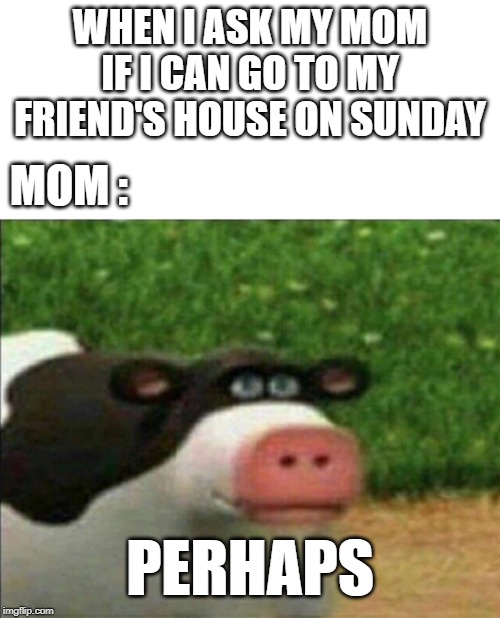 Perhaps cow | WHEN I ASK MY MOM IF I CAN GO TO MY FRIEND'S HOUSE ON SUNDAY; MOM :; PERHAPS | image tagged in perhaps cow | made w/ Imgflip meme maker