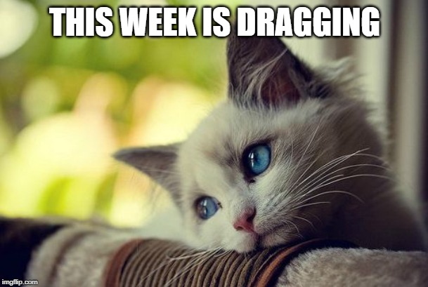 First World Problems Cat Meme | THIS WEEK IS DRAGGING | image tagged in memes,first world problems cat | made w/ Imgflip meme maker