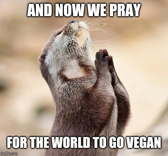 animal praying | AND NOW WE PRAY; FOR THE WORLD TO GO VEGAN | image tagged in animal praying | made w/ Imgflip meme maker