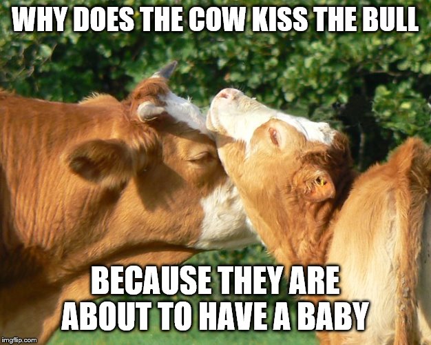 Hell No | WHY DOES THE COW KISS THE BULL; BECAUSE THEY ARE ABOUT TO HAVE A BABY | image tagged in memes,animals,anime,funny,bad luck brian,cow | made w/ Imgflip meme maker
