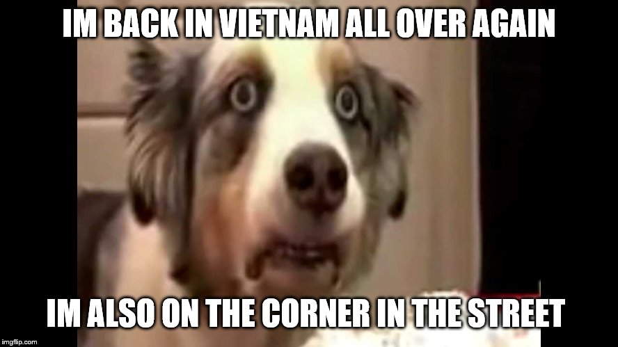 vietnam flashback dog | IM BACK IN VIETNAM ALL OVER AGAIN IM ALSO ON THE CORNER IN THE STREET | image tagged in vietnam flashback dog | made w/ Imgflip meme maker