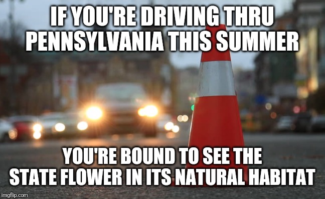 Pennsylvania State flower | IF YOU'RE DRIVING THRU PENNSYLVANIA THIS SUMMER; YOU'RE BOUND TO SEE THE STATE FLOWER IN ITS NATURAL HABITAT | image tagged in road construction,road trip | made w/ Imgflip meme maker