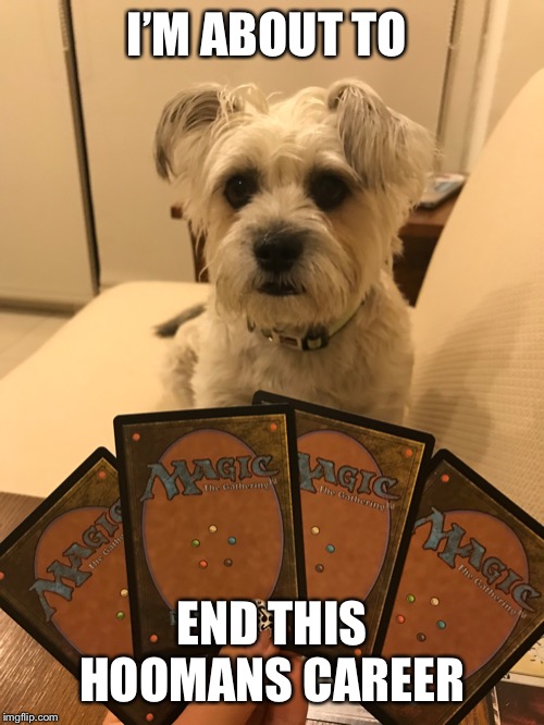 Lily the magician | I’M ABOUT TO; END THIS HOOMANS CAREER | image tagged in lily the magician | made w/ Imgflip meme maker