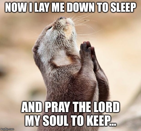 A bedtime prayer | NOW I LAY ME DOWN TO SLEEP; AND PRAY THE LORD MY SOUL TO KEEP... | image tagged in animal praying,otter,now i law me down to sleep | made w/ Imgflip meme maker