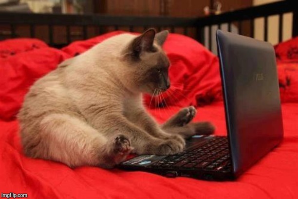 quit looking at cats online | image tagged in quit looking at cats online | made w/ Imgflip meme maker