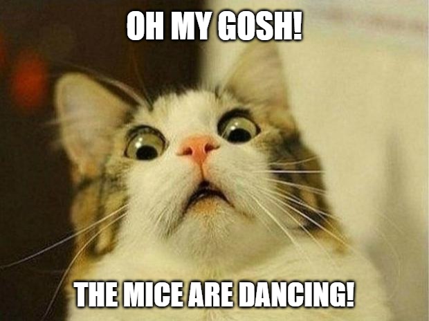 Cat Oh my gosh! | OH MY GOSH! THE MICE ARE DANCING! | image tagged in memes,scared cat,animals,cat,mice | made w/ Imgflip meme maker