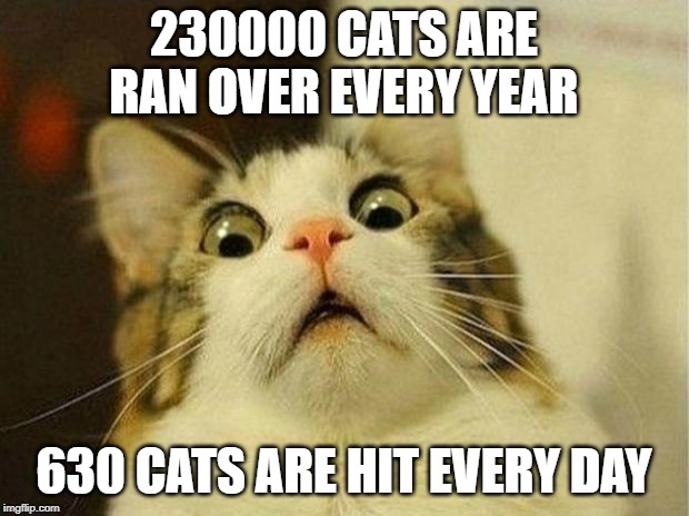 Scared Cat | 230000 CATS ARE RAN OVER EVERY YEAR; 630 CATS ARE HIT EVERY DAY | image tagged in memes,scared cat | made w/ Imgflip meme maker