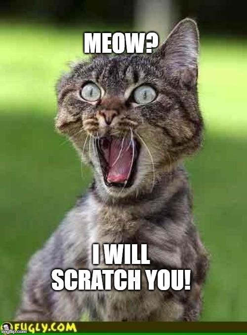 Cat freak out | MEOW? I WILL SCRATCH YOU! | image tagged in cat freak out | made w/ Imgflip meme maker