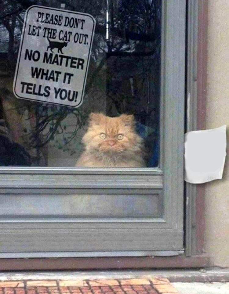 Please dont' let the cat out Blank Meme Template