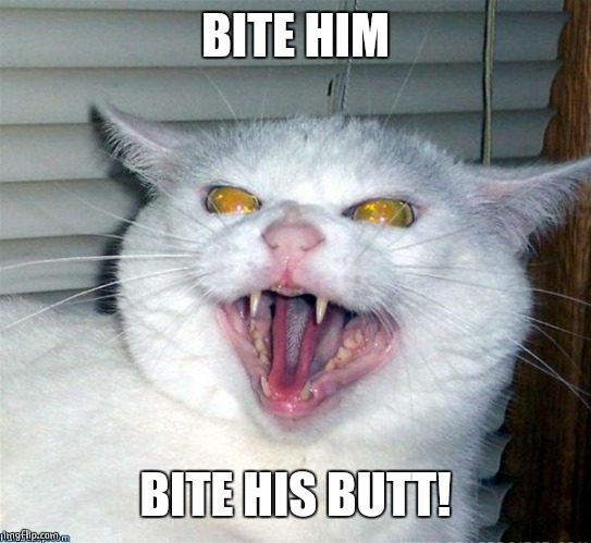 Evil cat | BITE HIM BITE HIS BUTT! | image tagged in evil cat | made w/ Imgflip meme maker