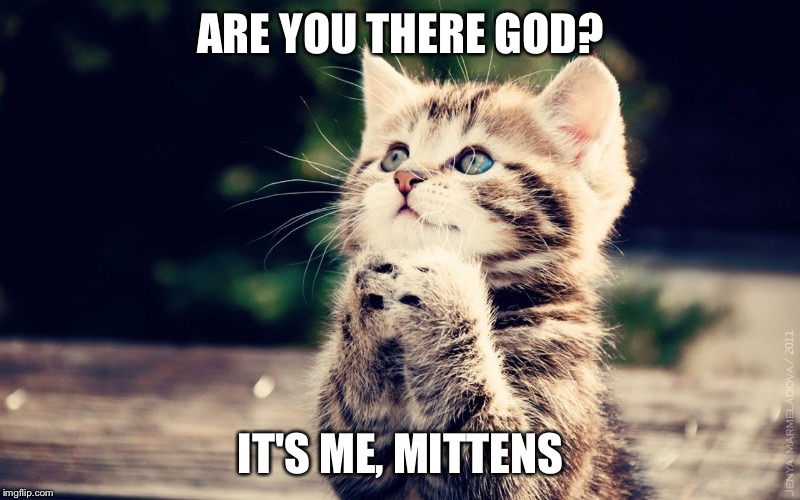 Cat praying | ARE YOU THERE GOD? IT'S ME, MITTENS | image tagged in cat praying,kitty,kitten,meme,cute,imgflip | made w/ Imgflip meme maker