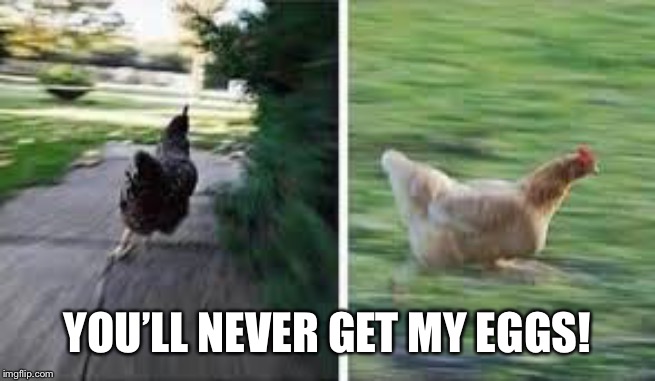 running chicken | YOU’LL NEVER GET MY EGGS! | image tagged in running chicken | made w/ Imgflip meme maker