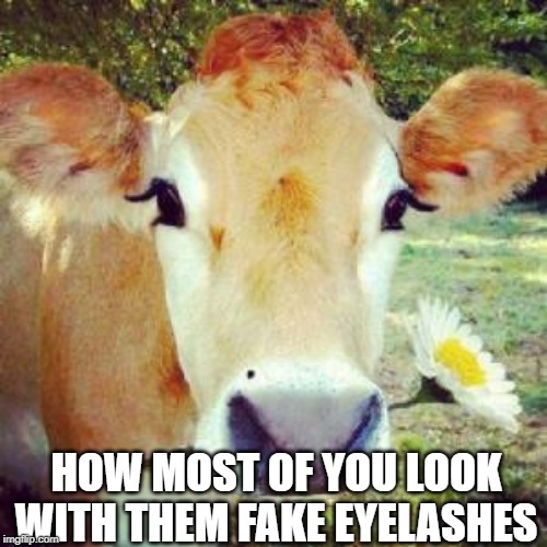 fake eyelashes | HOW MOST OF YOU LOOK WITH THEM FAKE EYELASHES | image tagged in fake eyelashes,cows | made w/ Imgflip meme maker