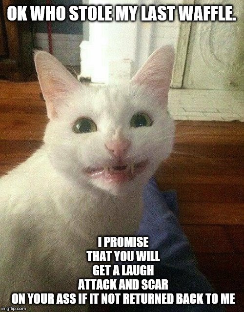 ok who stole my last waffle | I PROMISE THAT YOU WILL GET A LAUGH ATTACK AND SCAR ON YOUR ASS IF IT NOT RETURNED BACK TO ME; OK WHO STOLE MY LAST WAFFLE. | image tagged in cat mad,cats,memes,funny animals,funny memes | made w/ Imgflip meme maker