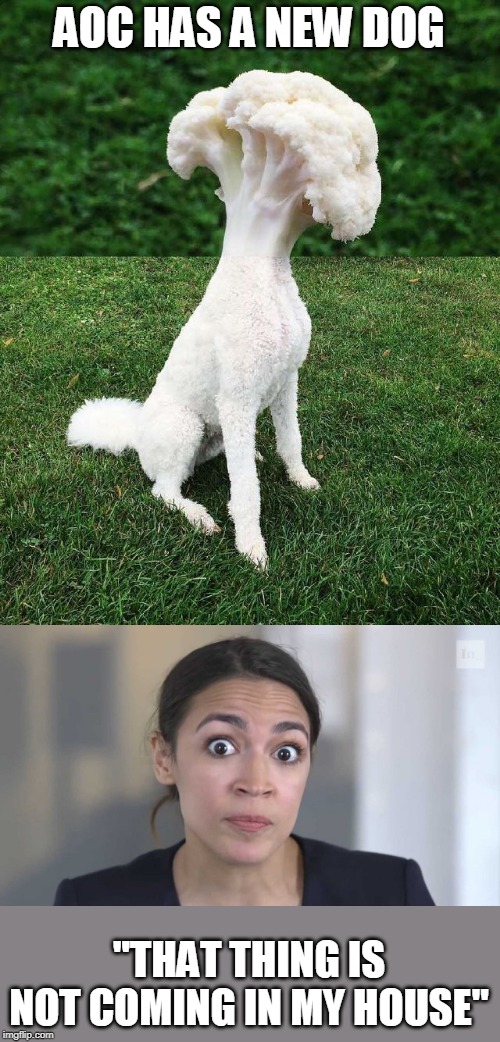 AOC PET | AOC HAS A NEW DOG; "THAT THING IS NOT COMING IN MY HOUSE" | image tagged in crazy alexandria ocasio-cortez,aoc,wtf | made w/ Imgflip meme maker