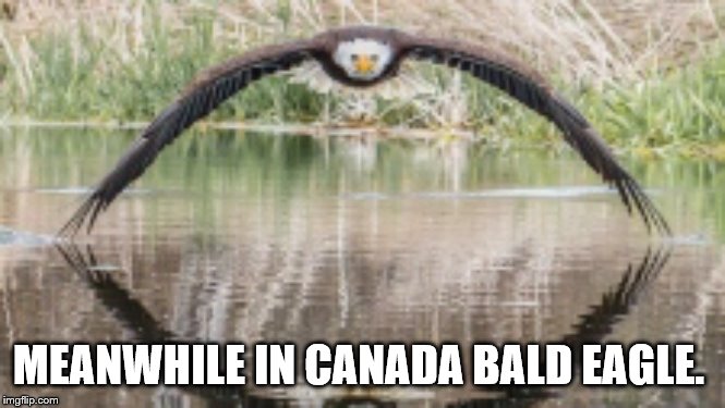 meanwhile in canada bald eagle. | MEANWHILE IN CANADA BALD EAGLE. | image tagged in meanwhile in canada bald eagle,meanwhile in canada,memes,bald eagle,animal meme | made w/ Imgflip meme maker