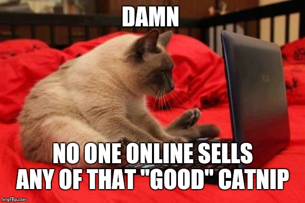 LOOKING FOR DRUGS. IN ALL THE WRONG PLACES. | DAMN; NO ONE ONLINE SELLS ANY OF THAT "GOOD" CATNIP | image tagged in quit looking at cats online,cats,cat,funny cats,memes | made w/ Imgflip meme maker