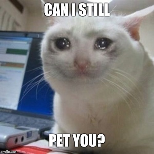 Crying cat | CAN I STILL PET YOU? | image tagged in crying cat | made w/ Imgflip meme maker