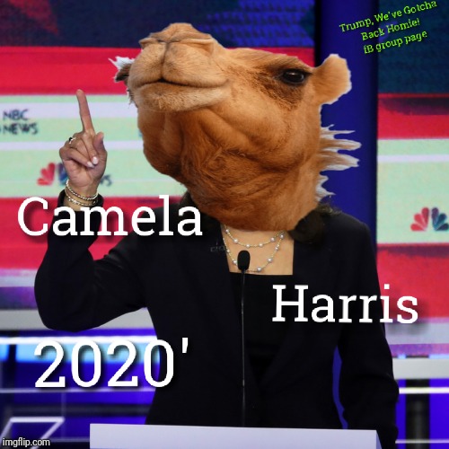 Camela Harris | image tagged in kamala harris,camel,cnn debate,joe biden,meme,2020 | made w/ Imgflip meme maker
