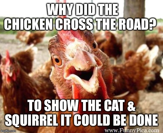 Chicken | WHY DID THE CHICKEN CROSS THE ROAD? TO SHOW THE CAT & SQUIRREL IT COULD BE DONE | image tagged in chicken | made w/ Imgflip meme maker