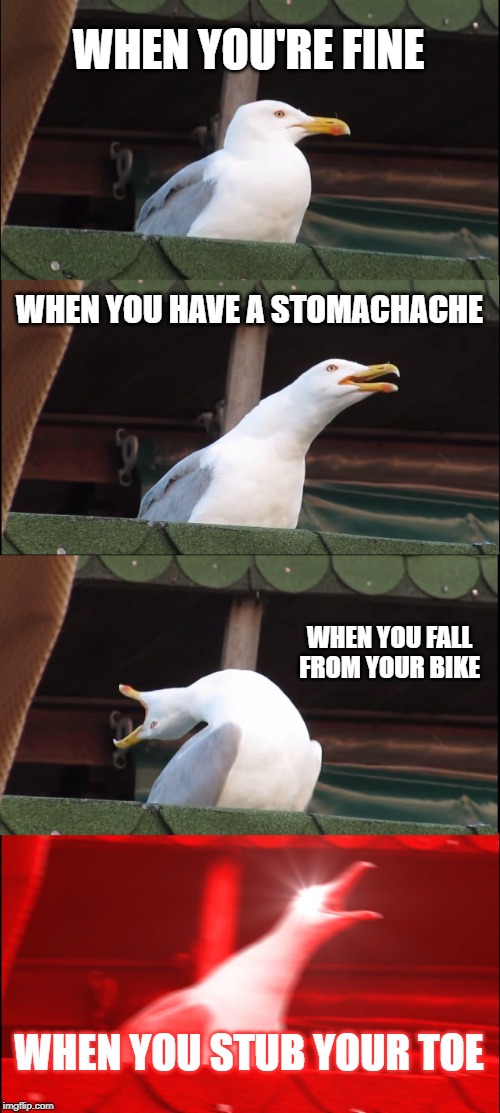 Inhaling Seagull | WHEN YOU'RE FINE; WHEN YOU HAVE A STOMACHACHE; WHEN YOU FALL FROM YOUR BIKE; WHEN YOU STUB YOUR TOE | image tagged in memes,inhaling seagull | made w/ Imgflip meme maker