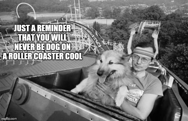 Dog on a roller coaster | JUST A REMINDER THAT YOU WILL NEVER BE DOG ON A ROLLER COASTER COOL | image tagged in dog on a roller coaster | made w/ Imgflip meme maker