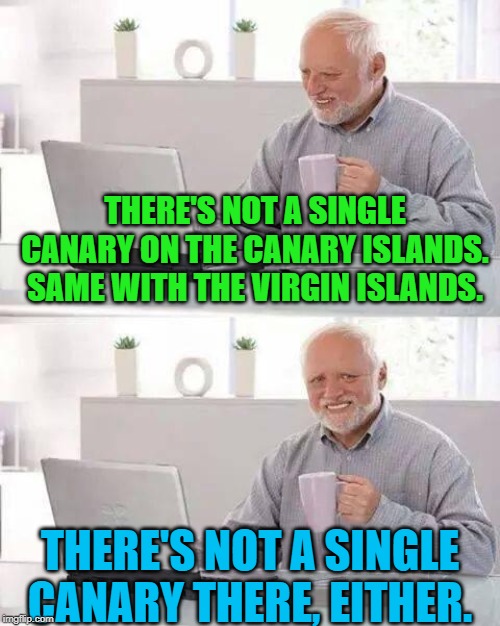 Bird Brain Brian | THERE'S NOT A SINGLE CANARY ON THE CANARY ISLANDS. SAME WITH THE VIRGIN ISLANDS. THERE'S NOT A SINGLE CANARY THERE, EITHER. | image tagged in hide the pain harold,canary,virgin,islands | made w/ Imgflip meme maker