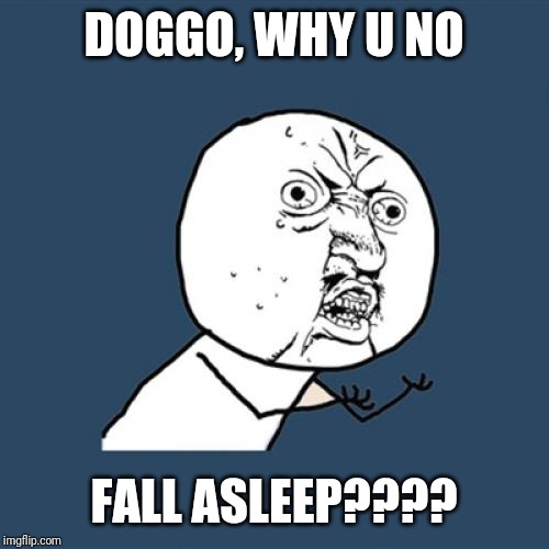 Dog won't sleep! | DOGGO, WHY U NO; FALL ASLEEP???? | image tagged in memes,y u no | made w/ Imgflip meme maker