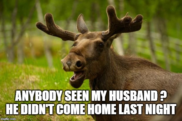 Bad Pun Moose | ANYBODY SEEN MY HUSBAND ? HE DIDN'T COME HOME LAST NIGHT | image tagged in bad pun moose | made w/ Imgflip meme maker