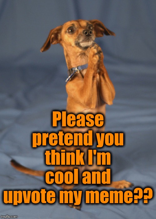 Begging dog | Please pretend you think I'm cool and upvote my meme?? | image tagged in begging dog | made w/ Imgflip meme maker