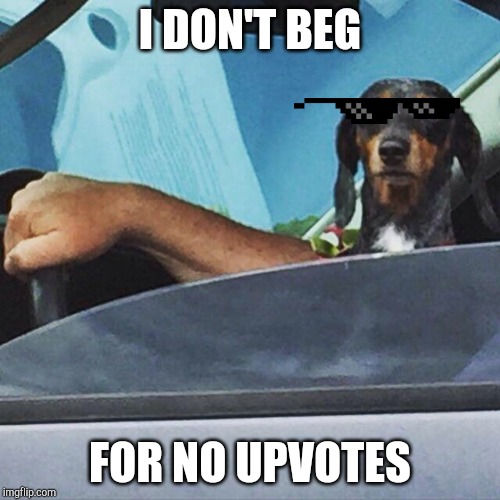 I ain't beggin' for upvotes! | I DON'T BEG; FOR NO UPVOTES | image tagged in thug dog,upvotes,begging,dog,puppy,memes | made w/ Imgflip meme maker