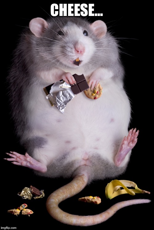 Mouse | CHEESE... | image tagged in mouse | made w/ Imgflip meme maker