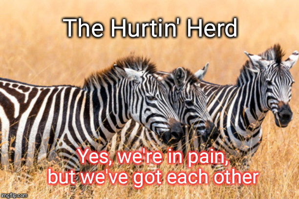 The Hurtin' Herd | The Hurtin' Herd; Yes, we're in pain, but we've got each other | image tagged in zebras,pain | made w/ Imgflip meme maker