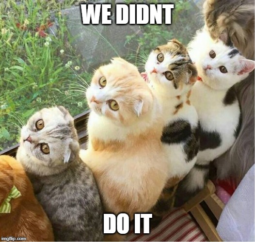 IT WAS THE DOG | WE DIDNT; DO IT | image tagged in cats,funny,cat,memes,cute cat | made w/ Imgflip meme maker