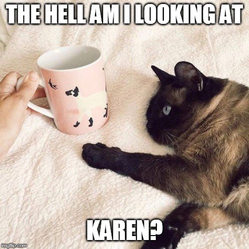 ON A MUG? | THE HELL AM I LOOKING AT; KAREN? | image tagged in cats,cat,memes | made w/ Imgflip meme maker