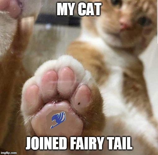 NEW EXCEED | MY CAT; JOINED FAIRY TAIL | image tagged in fairy tail,anime,cats,bad photoshop | made w/ Imgflip meme maker