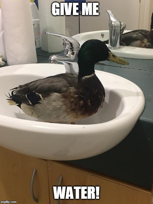 SINK DUCK | GIVE ME; WATER! | image tagged in ducks,duck,funny | made w/ Imgflip meme maker