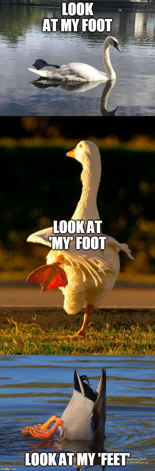 FLIPPERS | LOOK AT MY FOOT; LOOK AT 'MY' FOOT; LOOK AT MY 'FEET' | image tagged in ducks,duck,goose,memes,flipper | made w/ Imgflip meme maker