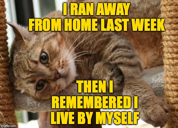 Steven Wright Cat. | I RAN AWAY FROM HOME LAST WEEK THEN I REMEMBERED I LIVE BY MYSELF | image tagged in memes,first world problems cat,steven wright | made w/ Imgflip meme maker