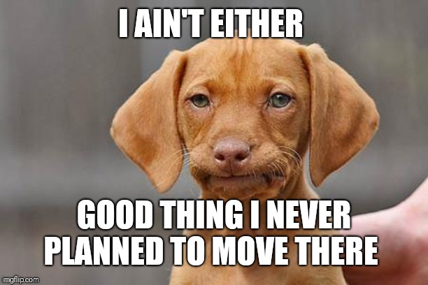 Dissapointed puppy | I AIN'T EITHER GOOD THING I NEVER PLANNED TO MOVE THERE | image tagged in dissapointed puppy | made w/ Imgflip meme maker