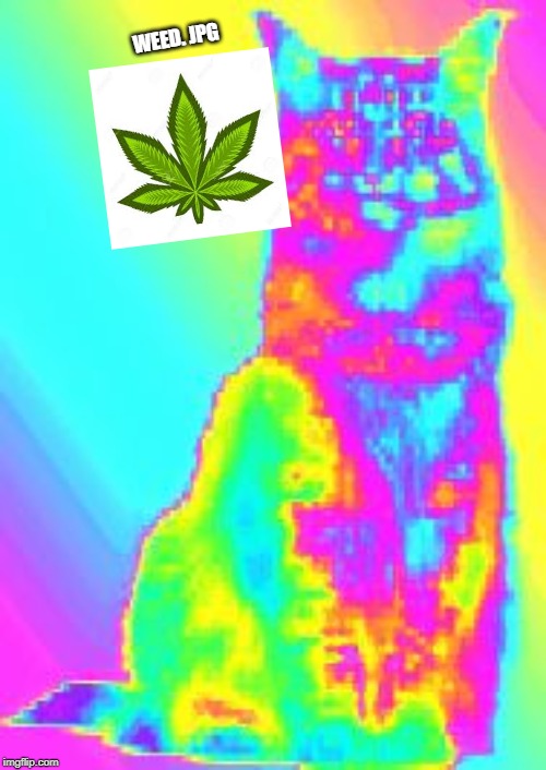 CAT.EXE | WEED. JPG | image tagged in catexe | made w/ Imgflip meme maker