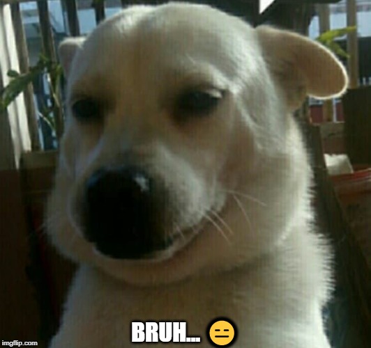 Bruh doggo | BRUH... 😑 | image tagged in bruh,fat white pupper,expressionless faced doggo | made w/ Imgflip meme maker