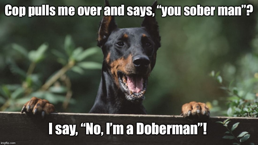 Cop pulls me over and says, “you sober man”? I say, “No, I’m a Doberman”! | image tagged in funny dogs,doberman,funny meme | made w/ Imgflip meme maker