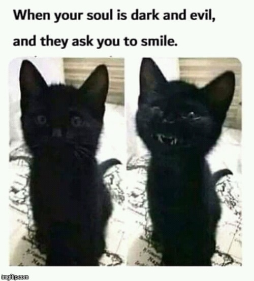 menacing smiles | image tagged in cats | made w/ Imgflip meme maker