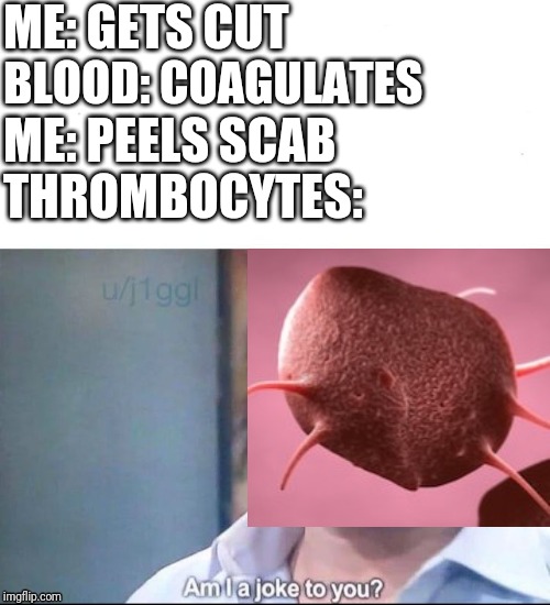 am I a joke to you | ME: GETS CUT; BLOOD: COAGULATES; ME: PEELS SCAB; THROMBOCYTES: | image tagged in am i a joke to you | made w/ Imgflip meme maker